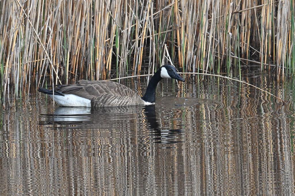 Goose, Canada, 2025-05037048b Parker River NWR, MA.JPG - Canada Goose. Parker River National Wildlife Refuge, MA, 5-3-2025